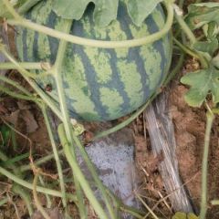 湖北钟祥西瓜上市了