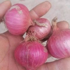 山东单县3-5公分小珠葱