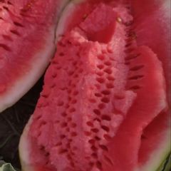 2024新疆西瓜火爆大卖中