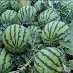 微萌种植产区100亩5月27上市