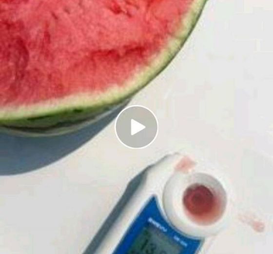 小糖丸西瓜价格