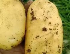 辽宁凌海早熟实验一土豆6月下旬大量上市