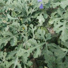 有大量特小凤等待装车