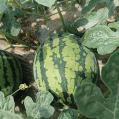 大量供应精品美都，4k，特小凤