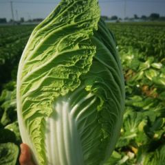 唐山滦南黄心菜金翡翠大量上市中