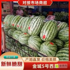 陕西大棚直升苗金城5号西瓜批发