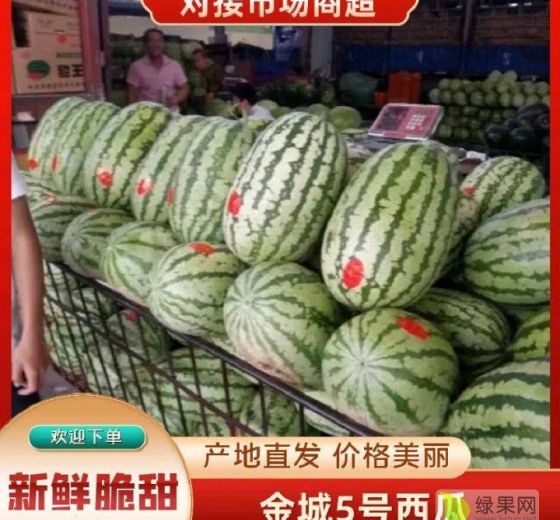 金城5号价格