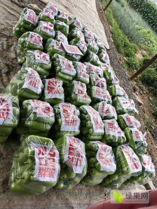 2024年河南博爱瓠子价格