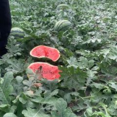 辽宁新民大棚甜王