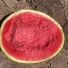 辽宁新民甜王西瓜