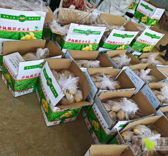 2024年山東肥城荷蘭七號(hào)價(jià)格