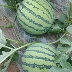 东台美都西瓜大量上市/整车供应