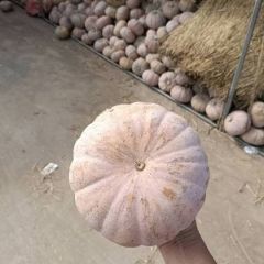 湖北盘龙204.金韩密本南瓜.火热上市，诚信合作