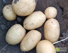 季节性土豆供应欢迎选购