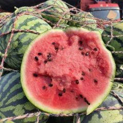 河南开封产区小工棚有籽美都大量供应