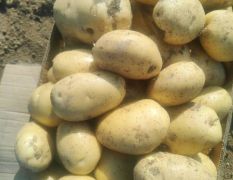 辽宁葫芦岛土豆大量上市，，，，，
