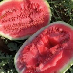 金城5号，绿皮金城代办，代发