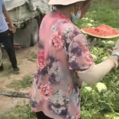 中国西瓜之乡，金城五号