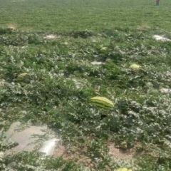 欢迎老板采购 甘肃会宁黑虎岔晒砂瓜