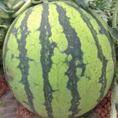 南通启东大棚8424西瓜，2.5一斤，品质优，甜度13以上