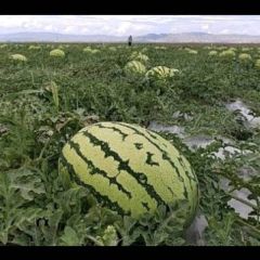 金花一号硒砂瓜