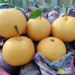 皇冠梨，圆皇梨，丰水梨，秋月梨等直供产地