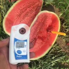 新疆昌吉西瓜代办13948547929