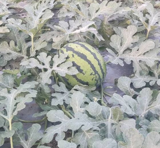 甜王系列价格