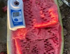 新疆昌吉老龙河金城五号西瓜