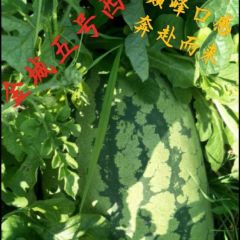 2024年汉川中洲金城五号长花西瓜 薄皮 甜度高 上市了