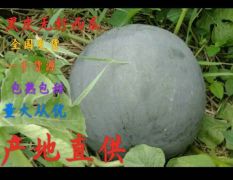 2024年黑皮无籽西瓜皮薄 瓜脆 瓤红