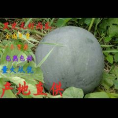 2024湖北汉川 黑皮无籽西瓜 (带霜)一茬瓜 黑莲花 产地直供
