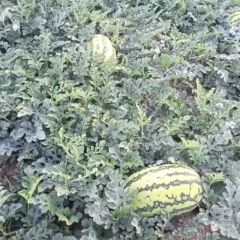 中卫硒砂瓜上市了