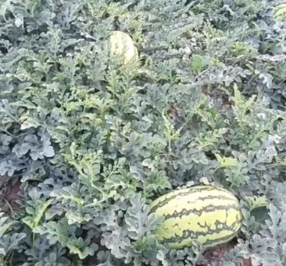 硒砂瓜价格