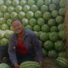 位于甘肃白银旱沙地早熟西瓜以开园上市