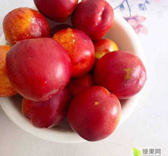 2024年山东金乡黄肉油桃价格