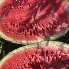 甘肃石头西沙瓜