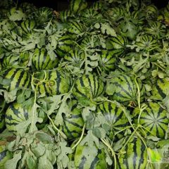 求购麒麟美都西瓜应季水果