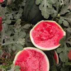 质量一流西瓜甜瓜哈密瓜