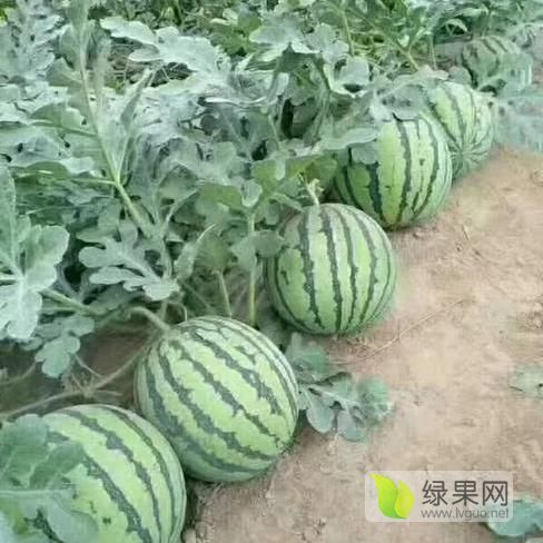 8424价格