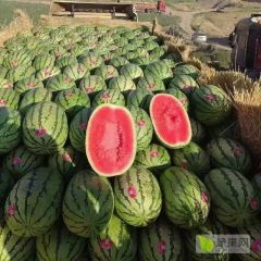 宁夏正宗硒砂瓜上市