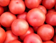 邯郸西红柿大量上市了