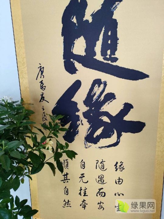 2024年山东金乡金乡大蒜价格