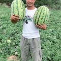 新疆西瓜代办代发，哈密西瓜代办代发
