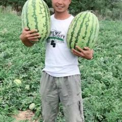 新疆西瓜代办代发，哈密西瓜代办代发