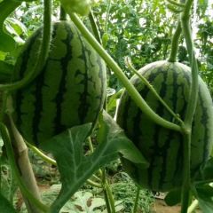 黑山吊瓜种植基地