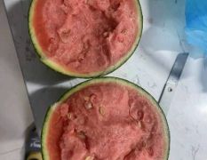黑山吊瓜；一手货源！