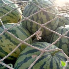 太康县陆地美都西瓜大量上市了