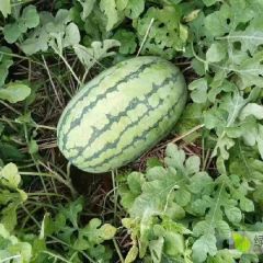 夏邑西瓜产地，商丘最大西瓜基地