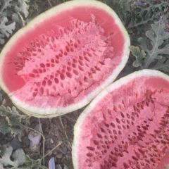 甘肃靖远产区西瓜大量上市